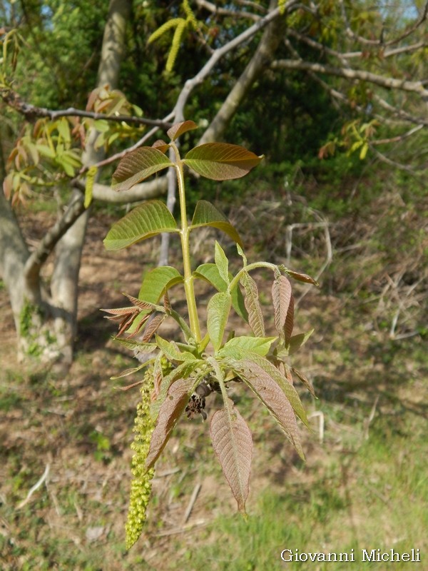 Juglans regia / Noce
